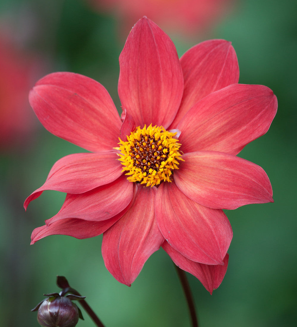 Dahlia 'Schipper’s Bronze’