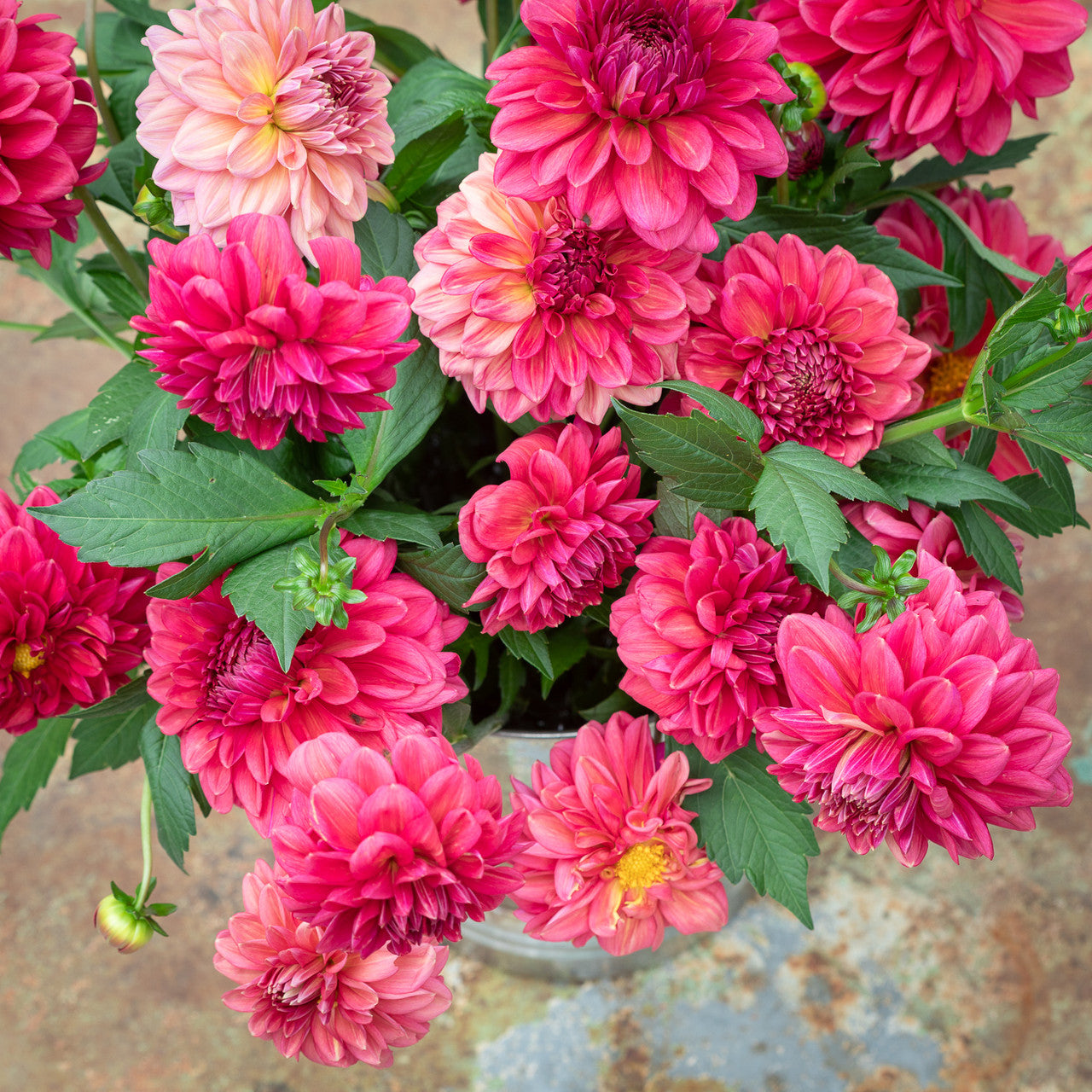 Dahlia 'Perch Hill'