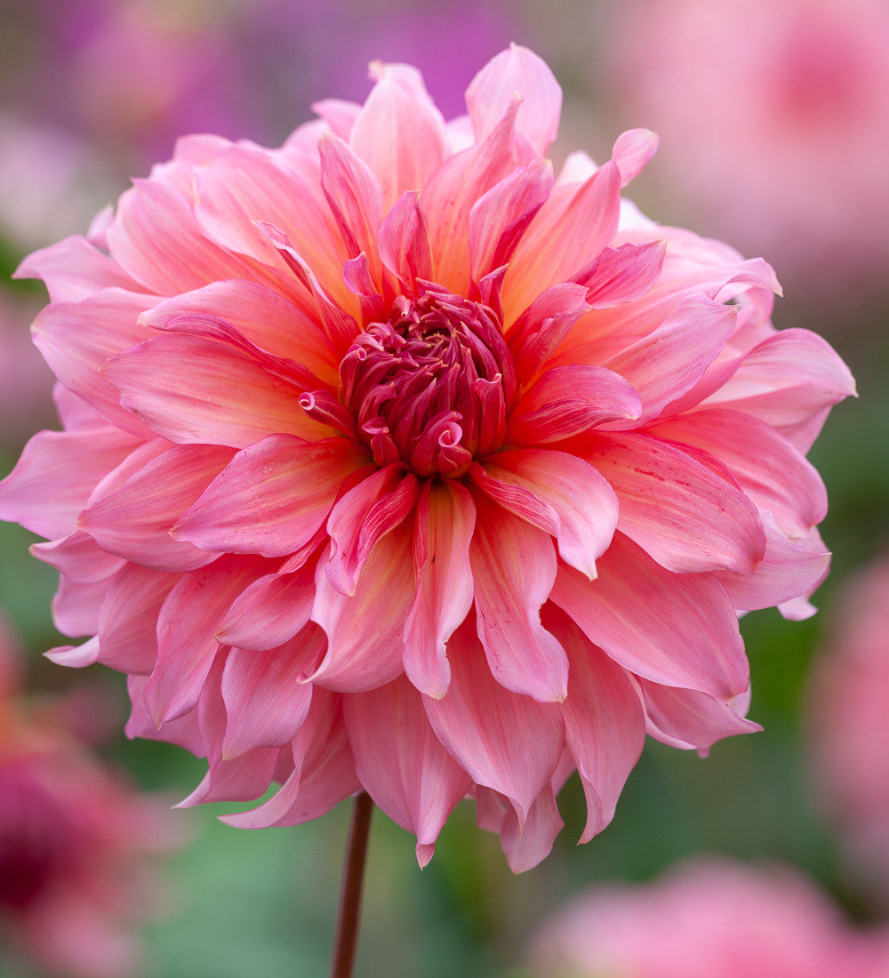 Dahlia 'Islander'
