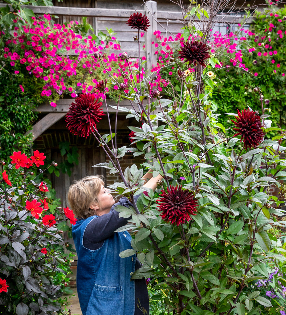 Dahlia 'Black Jack'