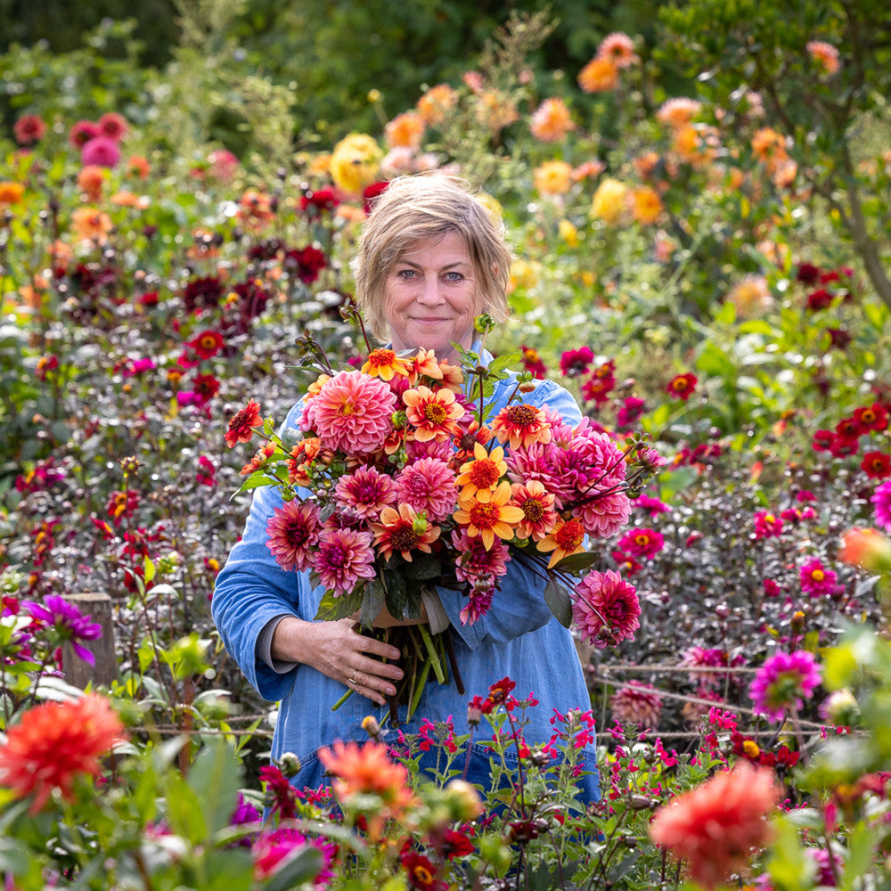 Sarah Raven Exclusives Dahlia Collection