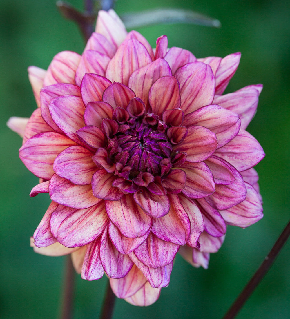 Sarah Raven Exclusives Dahlia Collection