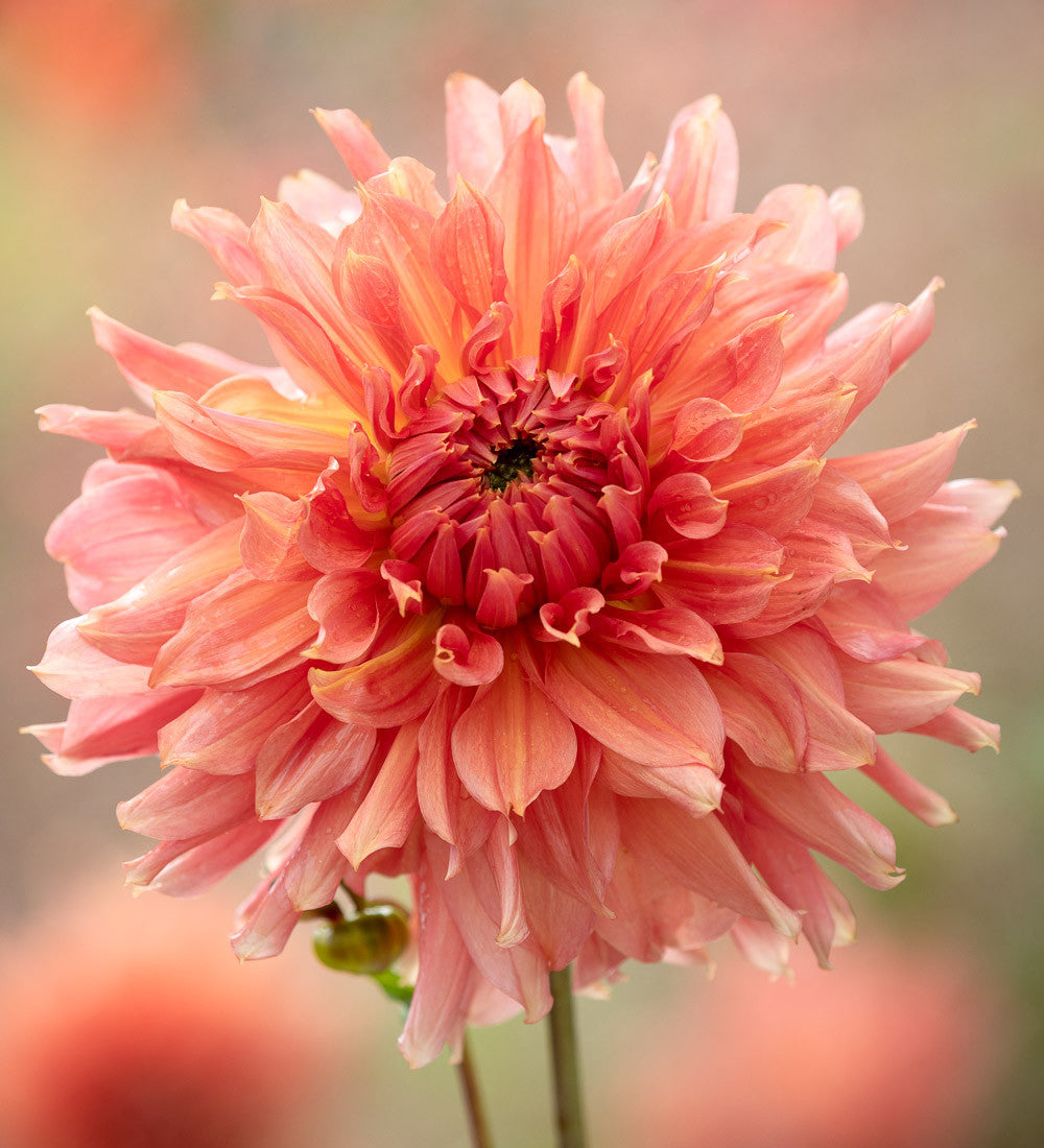Rajasthan Dahlia Collection