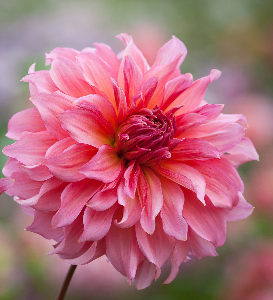 Rajasthan Dahlia Collection
