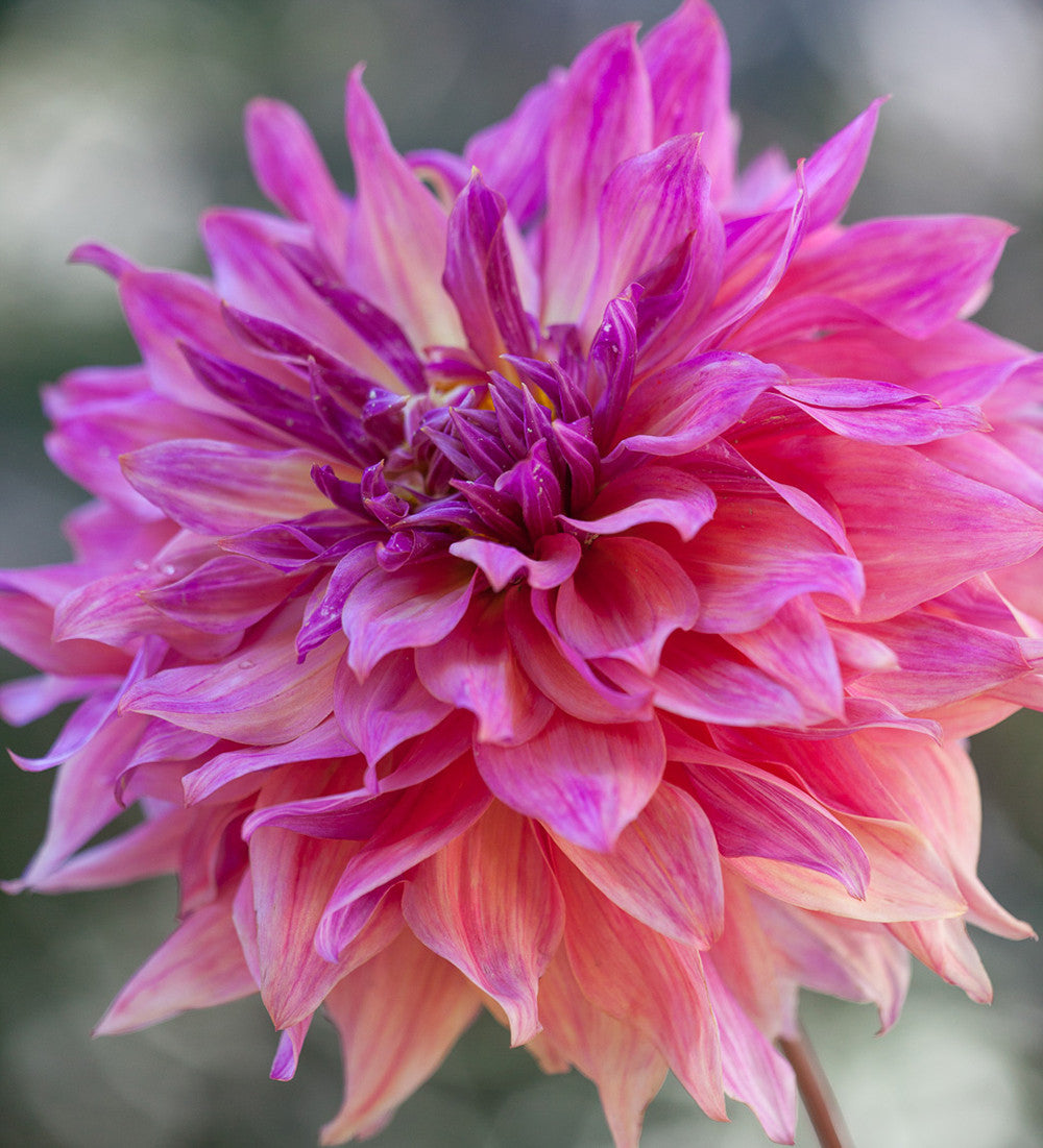 Dahlias as Peonies Collection