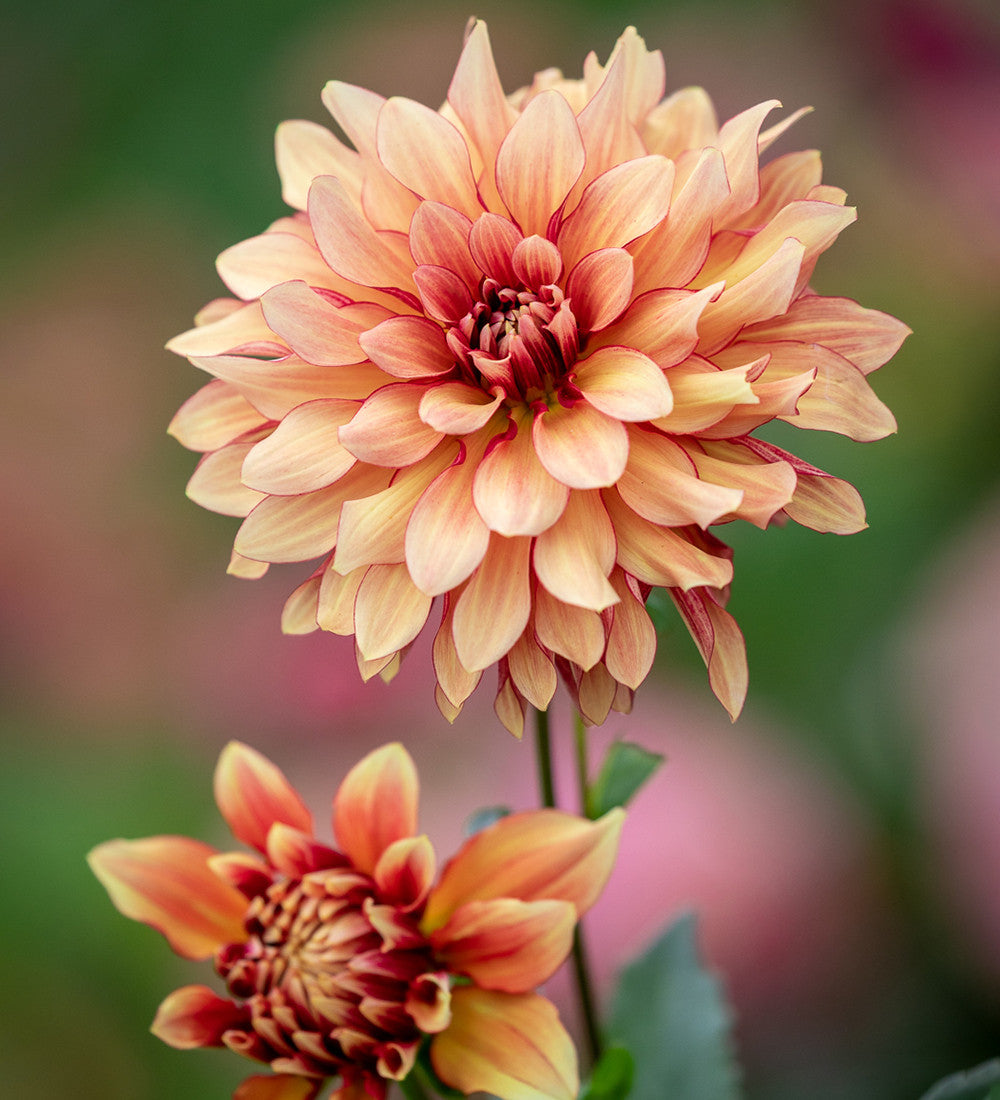 Dahlia 'Miss Brandy'