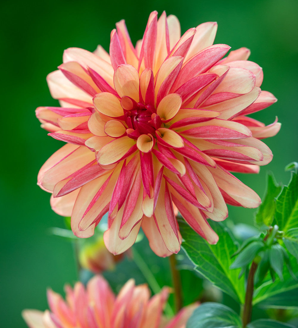 Dahlia 'Crazy Legs'