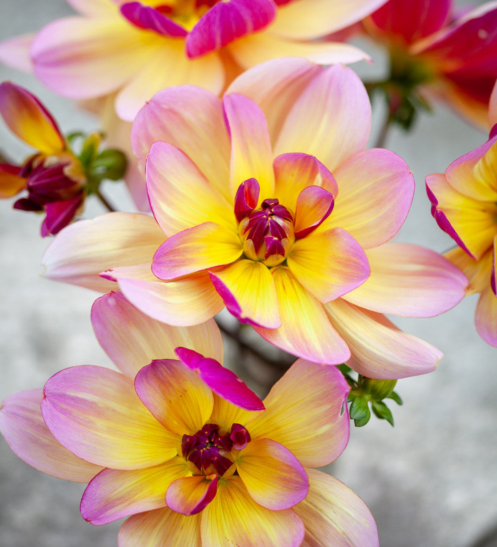 Bubblebath Dahlia Collection