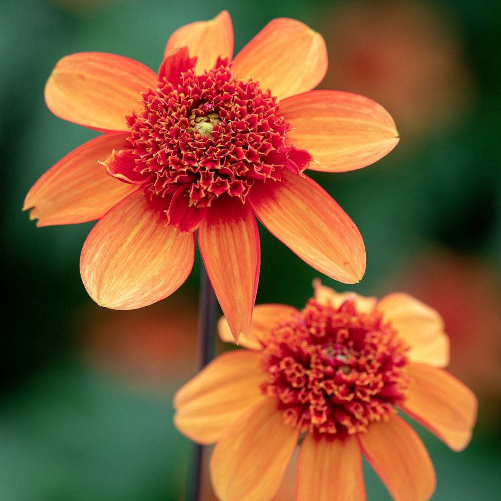 Sarah Raven Exclusive Dahlias for Pots Collection