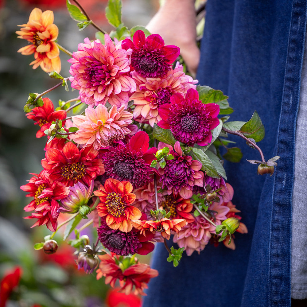 The Raven Dahlia Collection