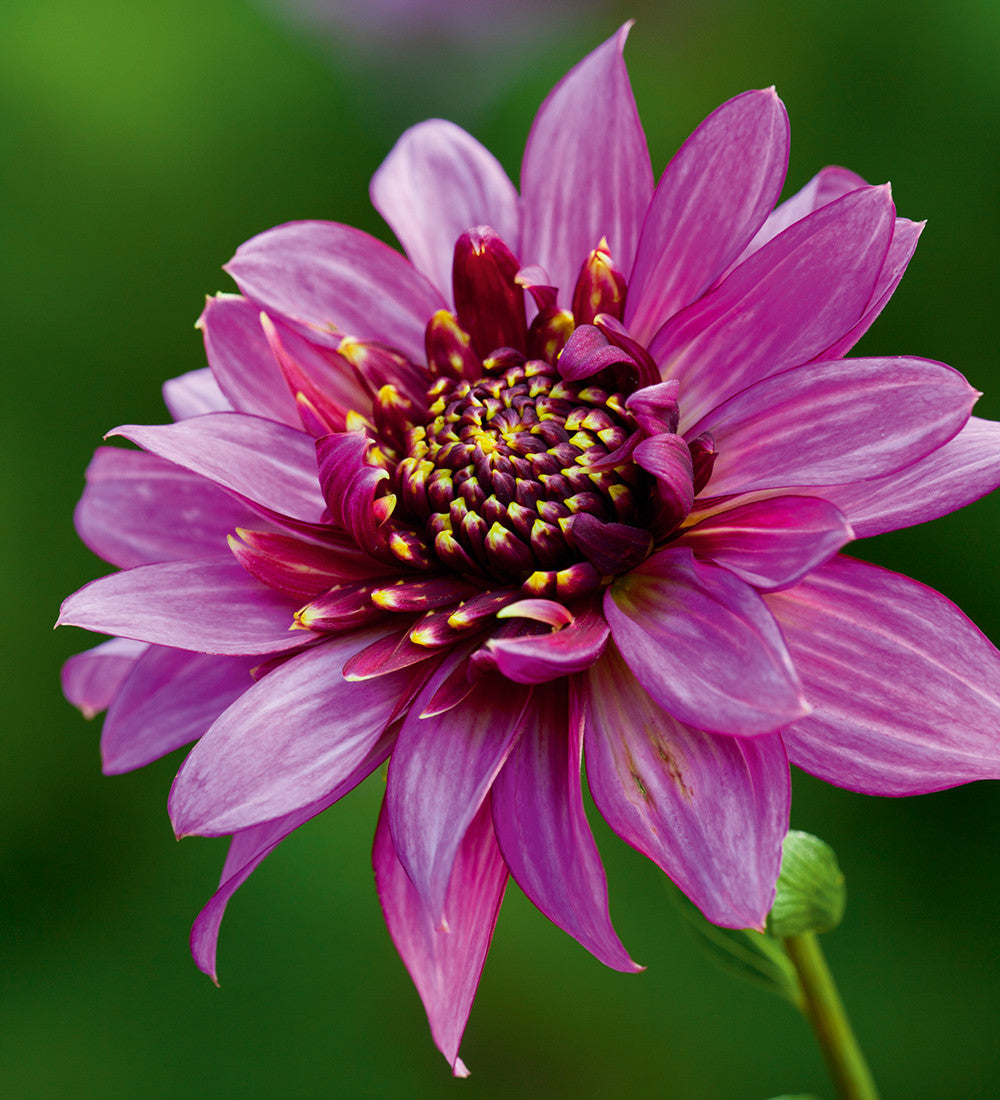 Sarah's Best for Borders Dahlia Collection