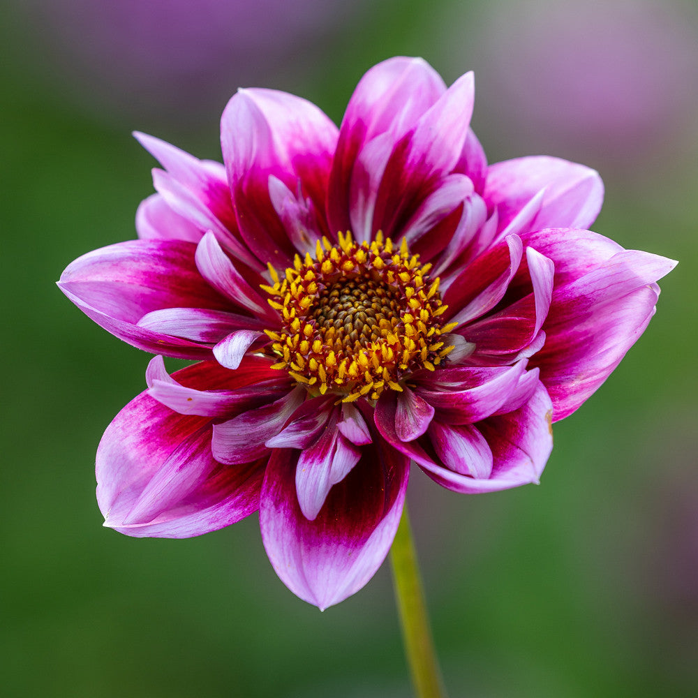 Pollinators Party Dahlia Collection