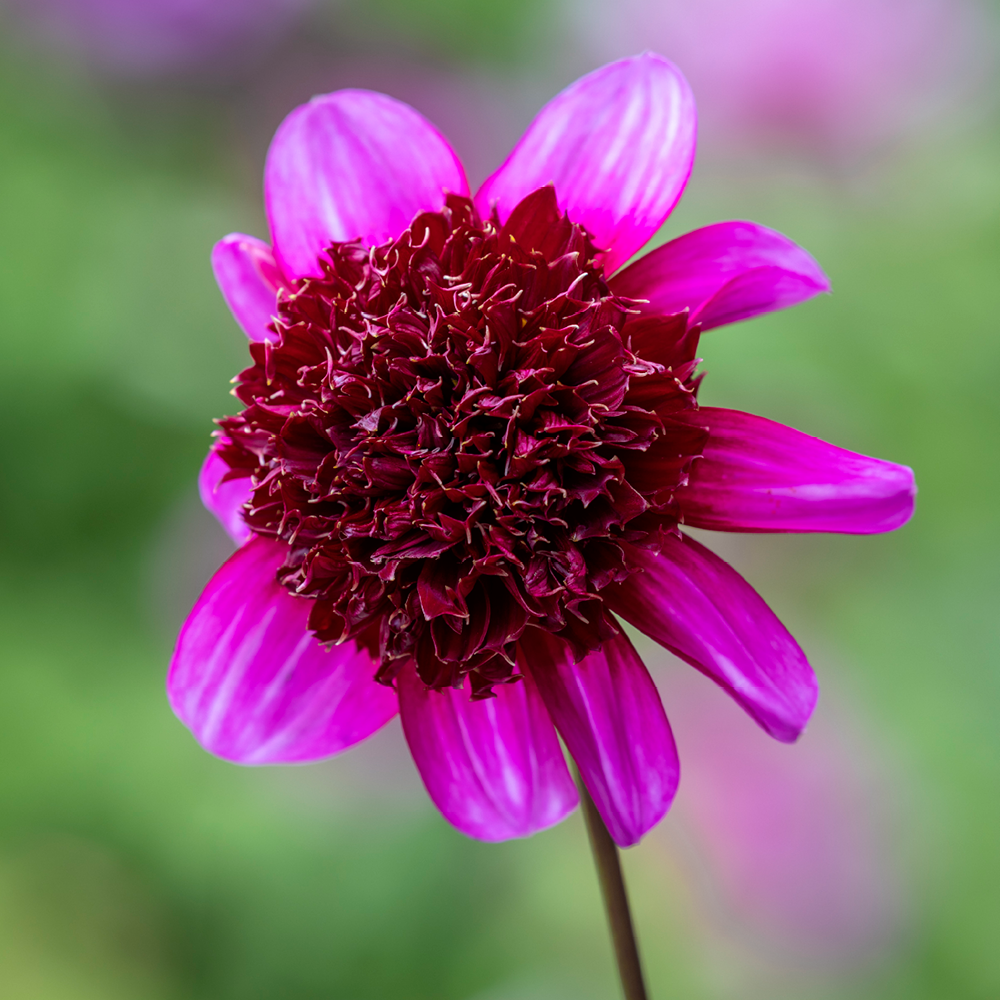 Like Butterflies For Butterflies Dahlia Collection