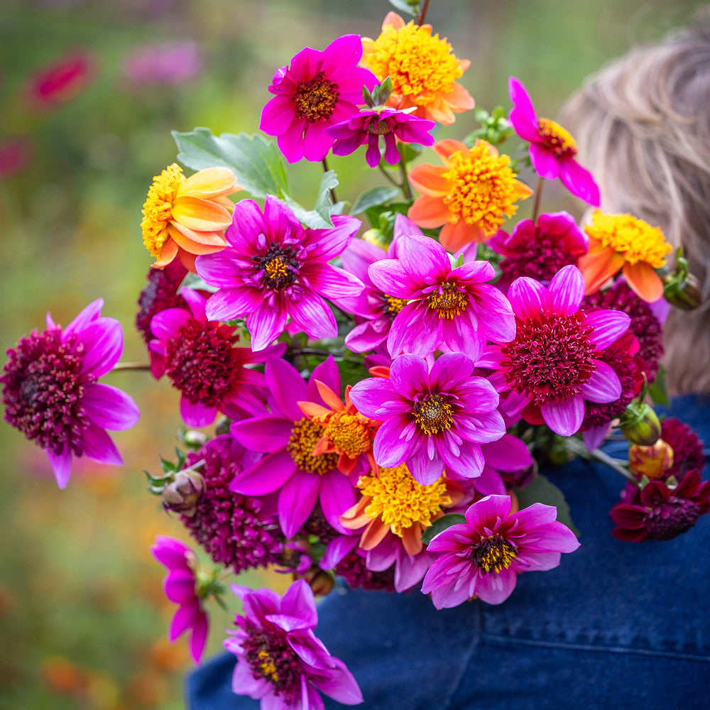 Like Butterflies For Butterflies Dahlia Collection