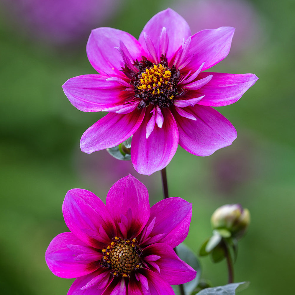Dahlia 'Skyfall'
