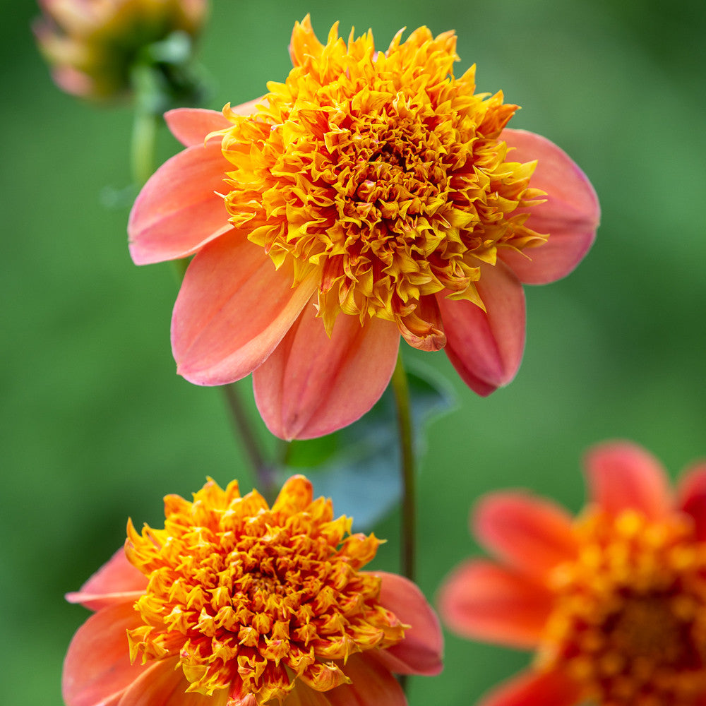 Like Butterflies For Butterflies Dahlia Collection