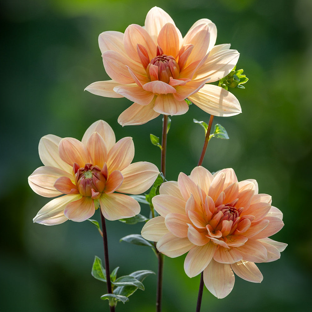 Perfect Balance Dahlia Collection