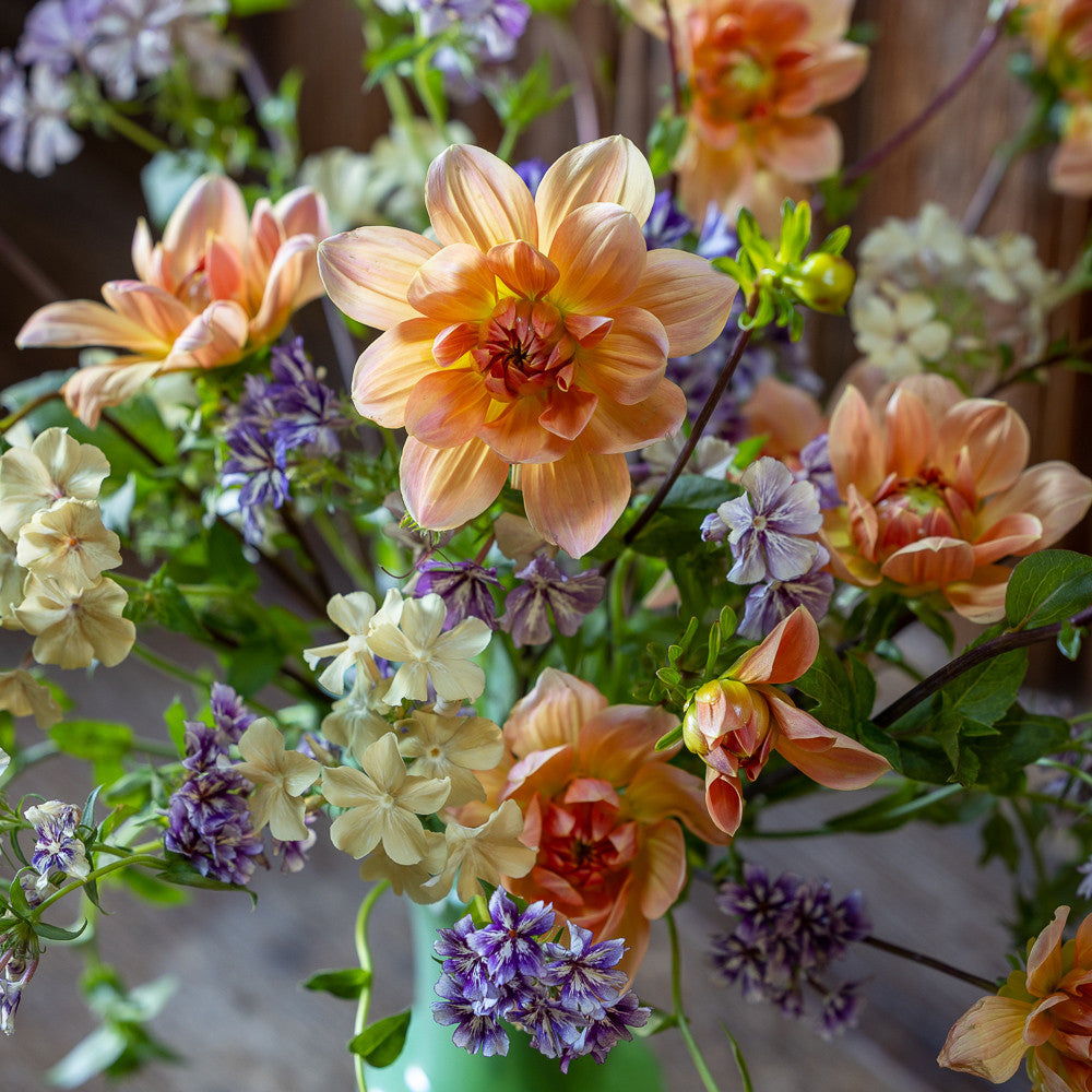 Dahlia 'Apricot Desire'