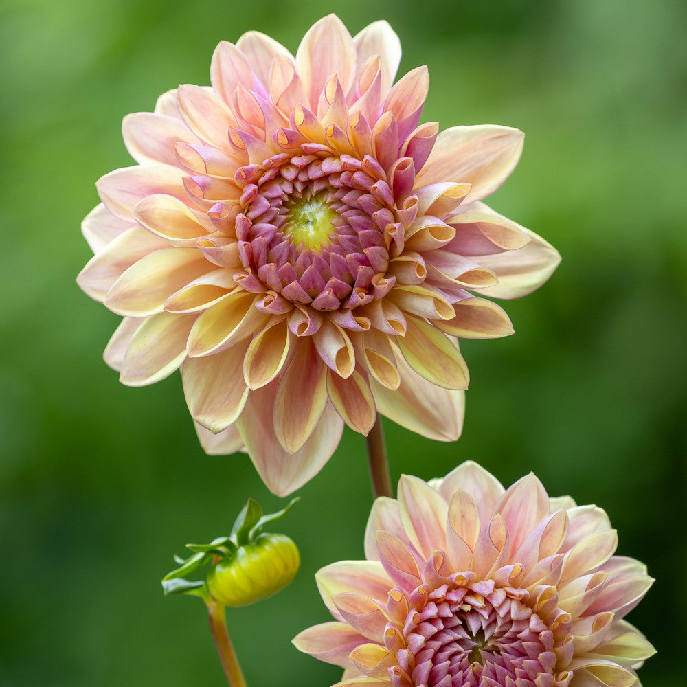 Dahlia 'Dusty Beauty'
