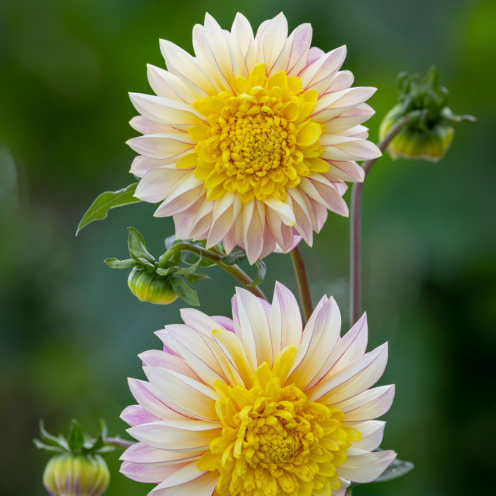 Dahlia 'Polka'