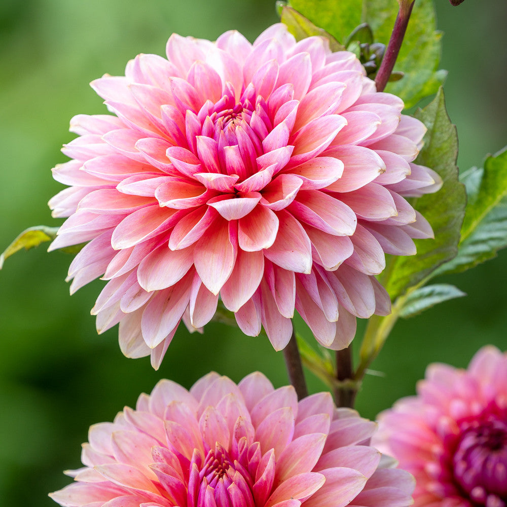 Dahlia 'Sweet Sanne'