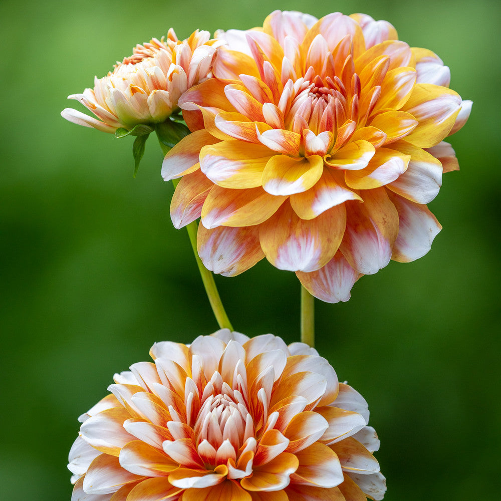 Dahlia 'Tangerine Dream'