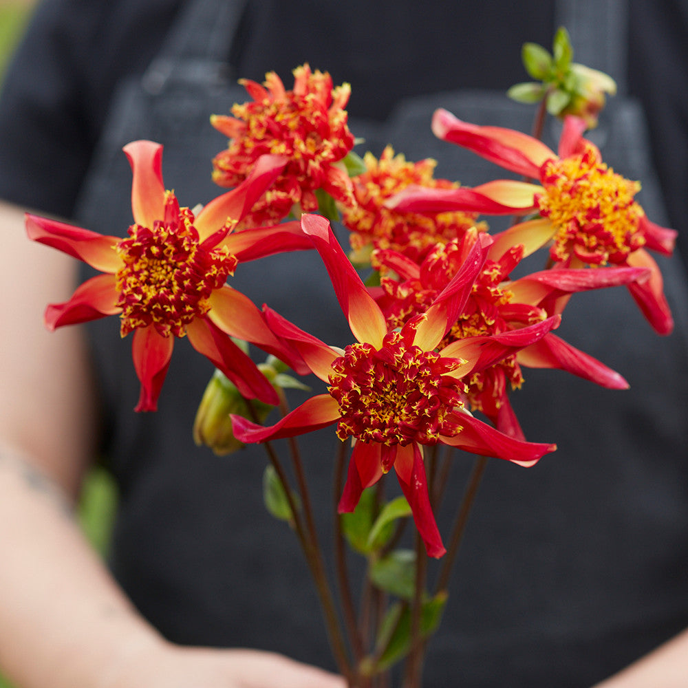 Dahlia 'Octopus Sparkle'