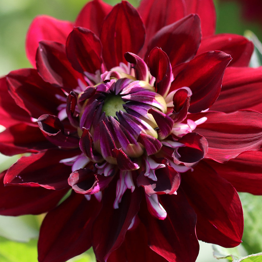 Dahlia 'King Arthur'