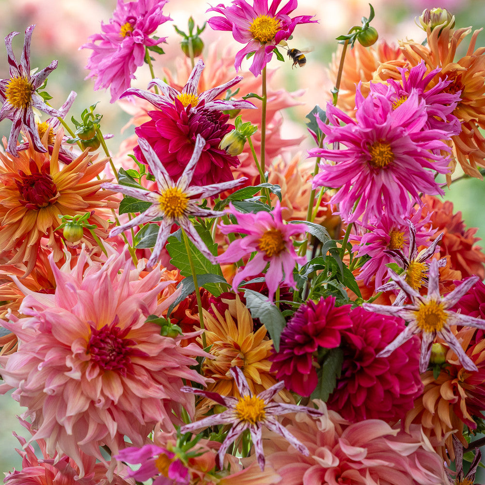 Savannah's Wedding Dahlia Collection