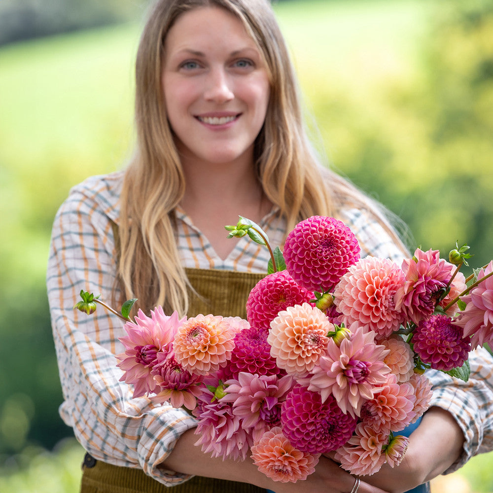 Milli's Dahlia Collection