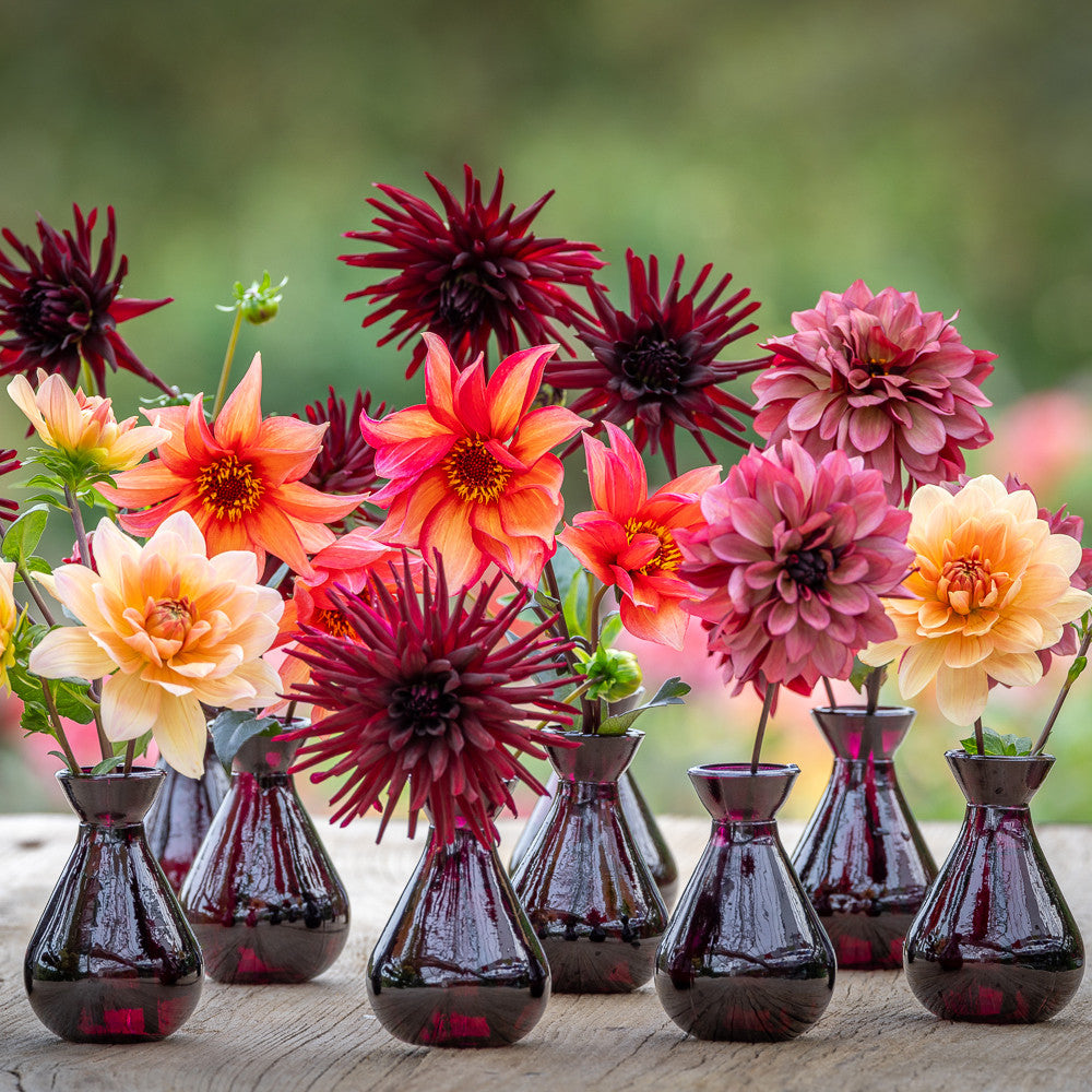 Tom's Dahlia Collection