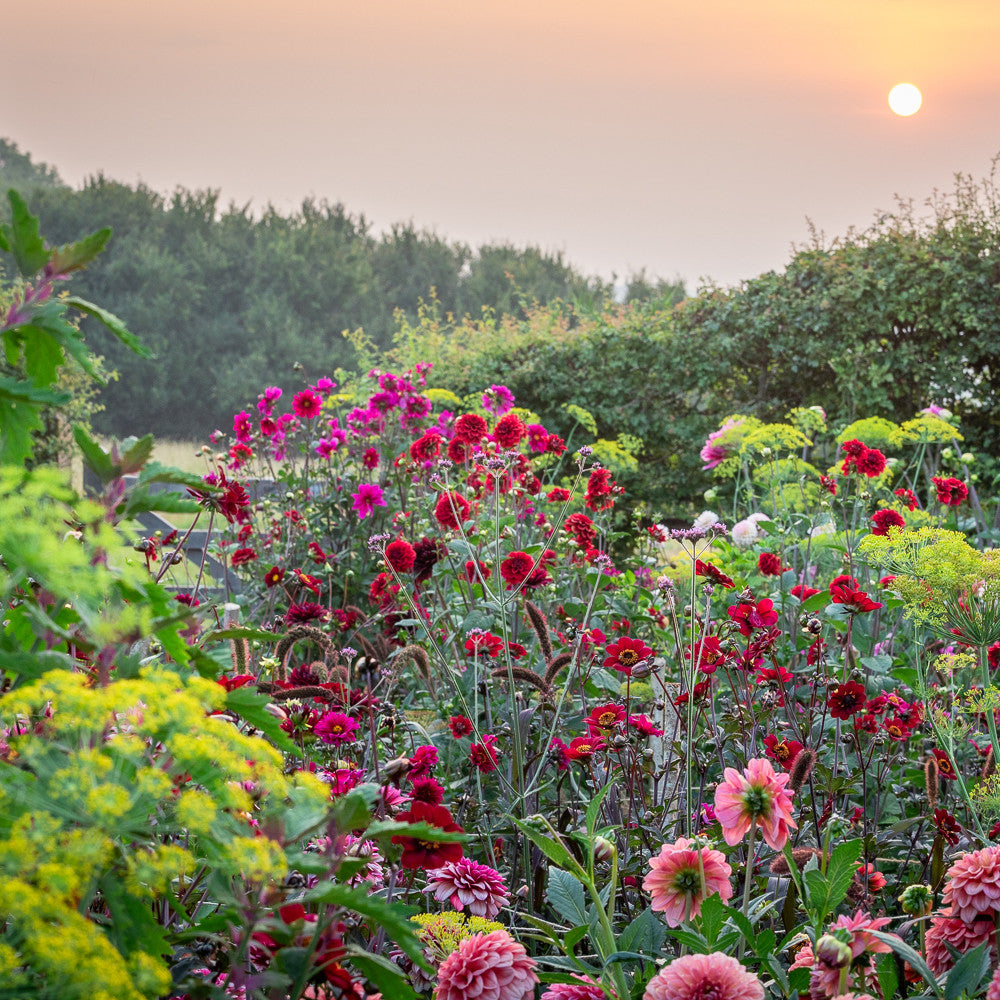 From Border to Vase Dahlia Collection