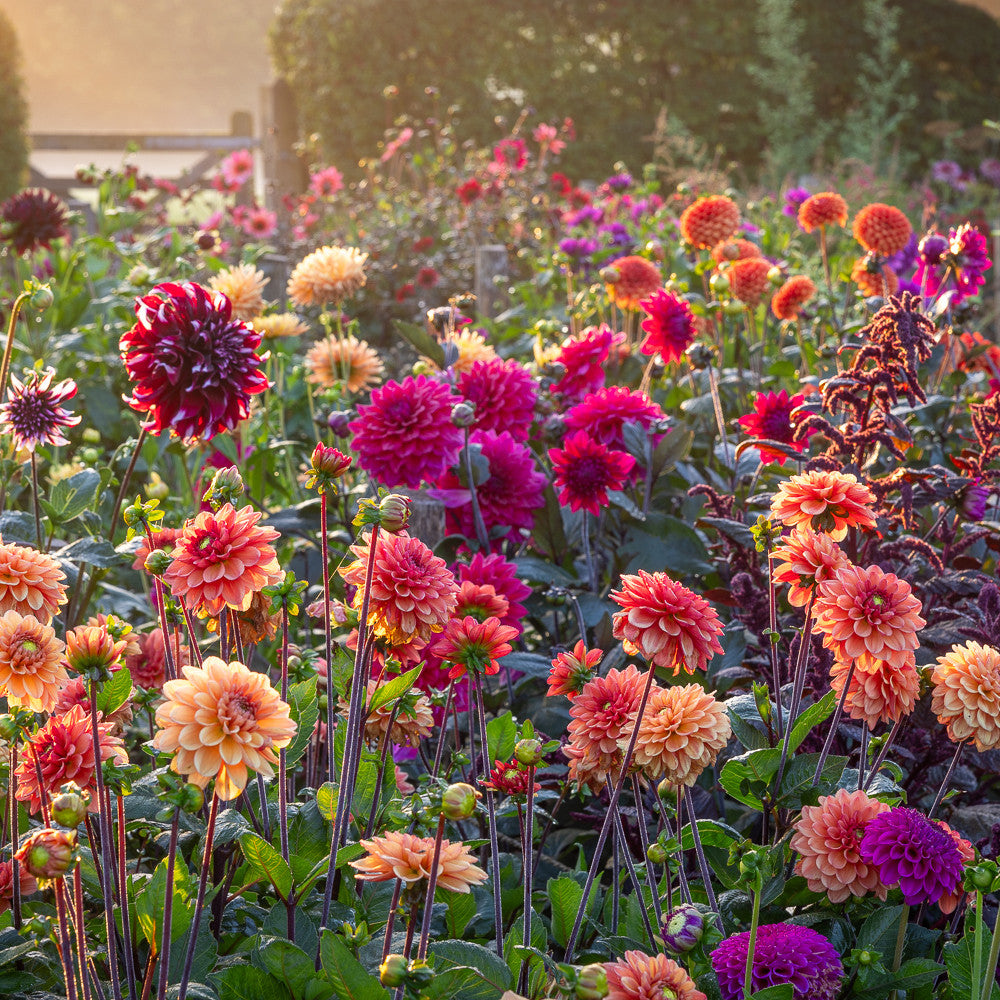 Good in Every Light Dahlia Collection