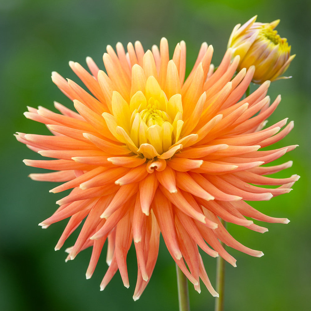 Dahlia 'P.G.Wodehouse'