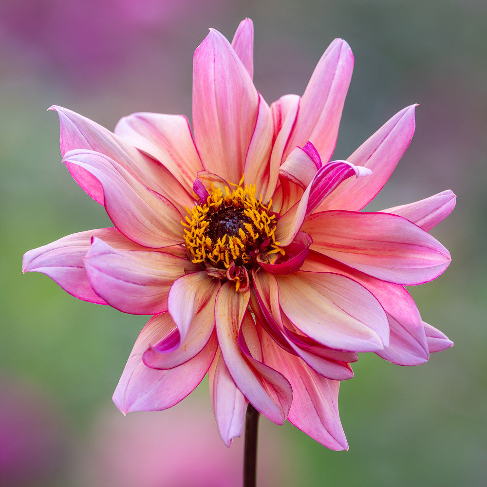 Dahlia 'Jonathan Buckley'