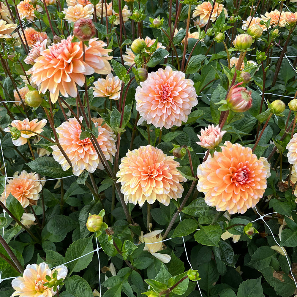 Dahlia 'Orange Perception'