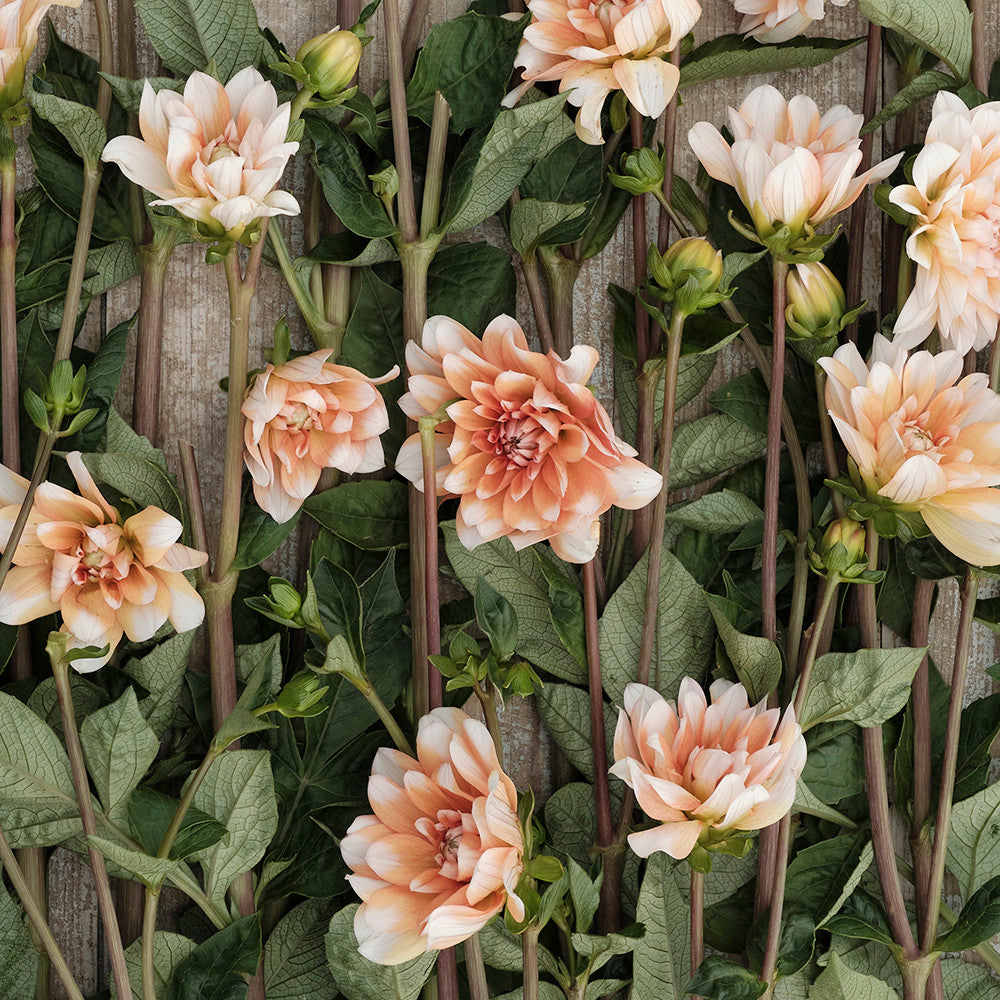 Dahlia 'Orange Perception'
