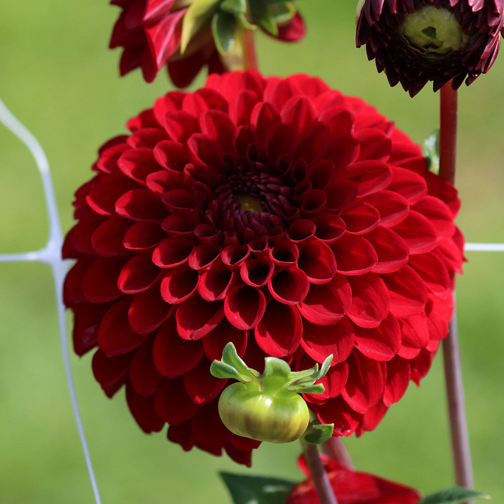 Dahlia 'Bizon Red'