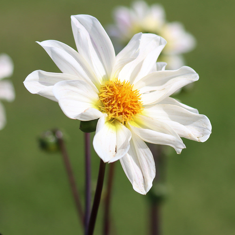 Dahlia 'White Emperor'