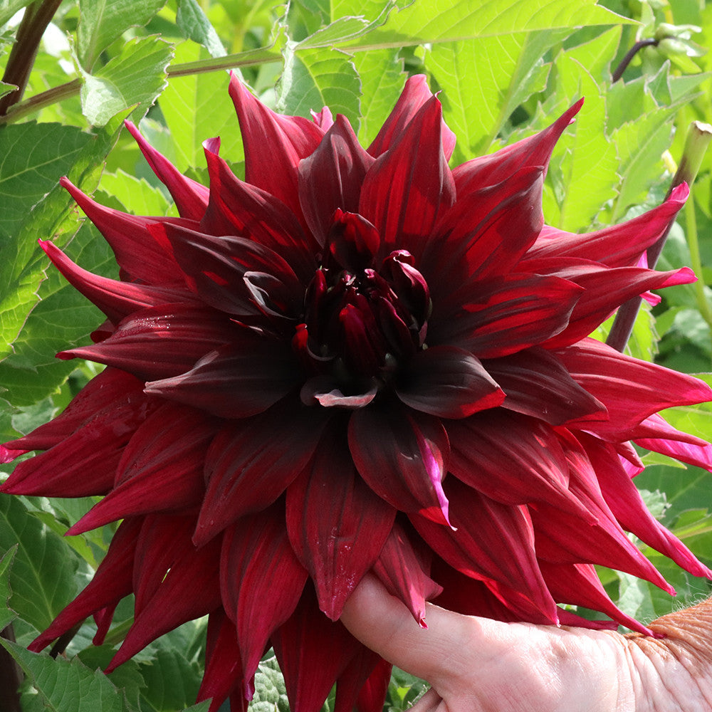 Dahlia 'Brigitta Alida'