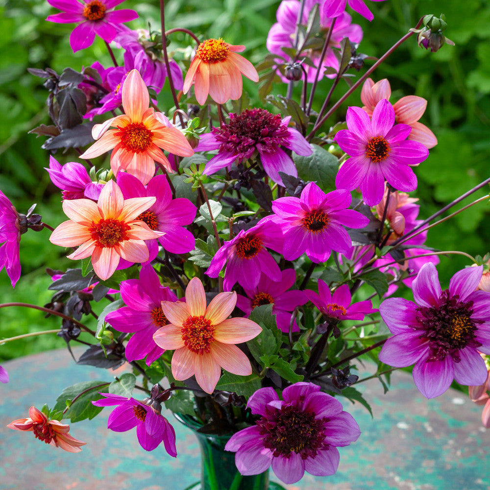 Pollinators Picnic Dahlia Collection