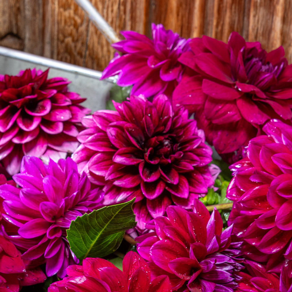 Dahlia 'Davina Michelle'