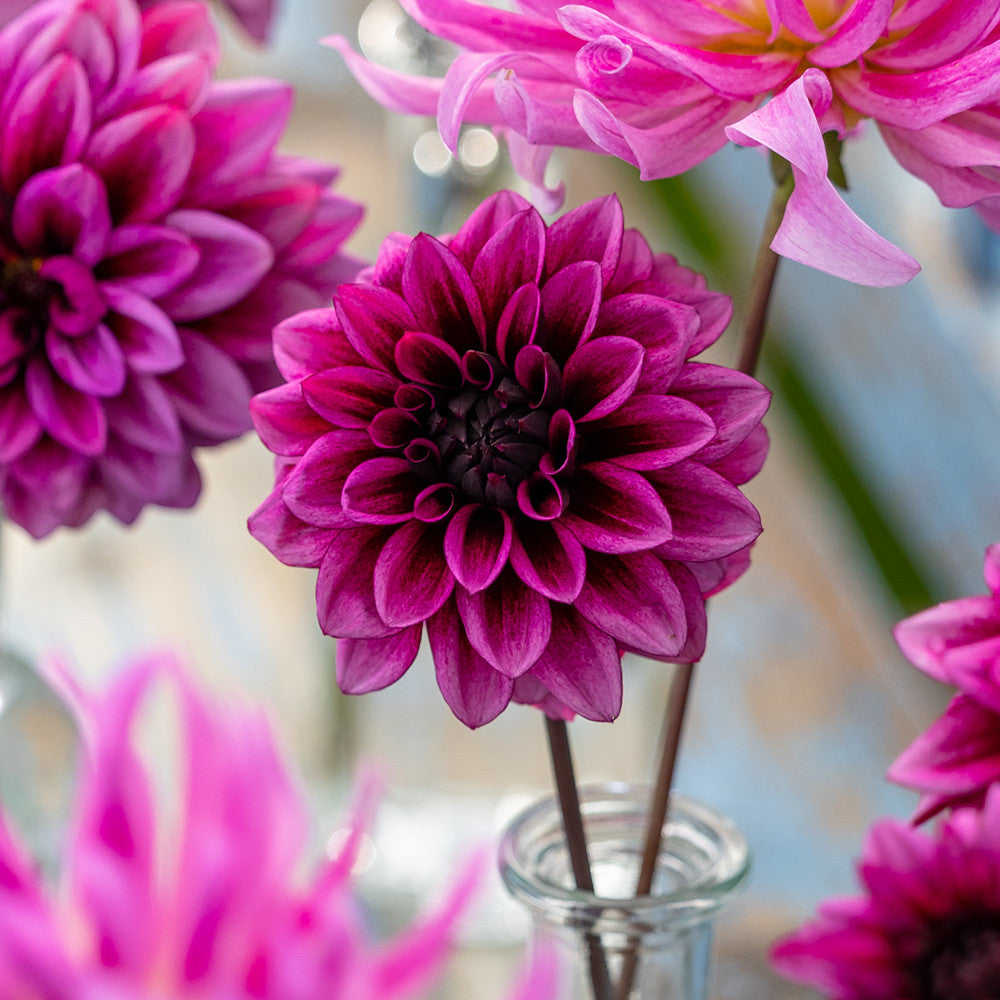 Dahlia 'Davina Michelle'