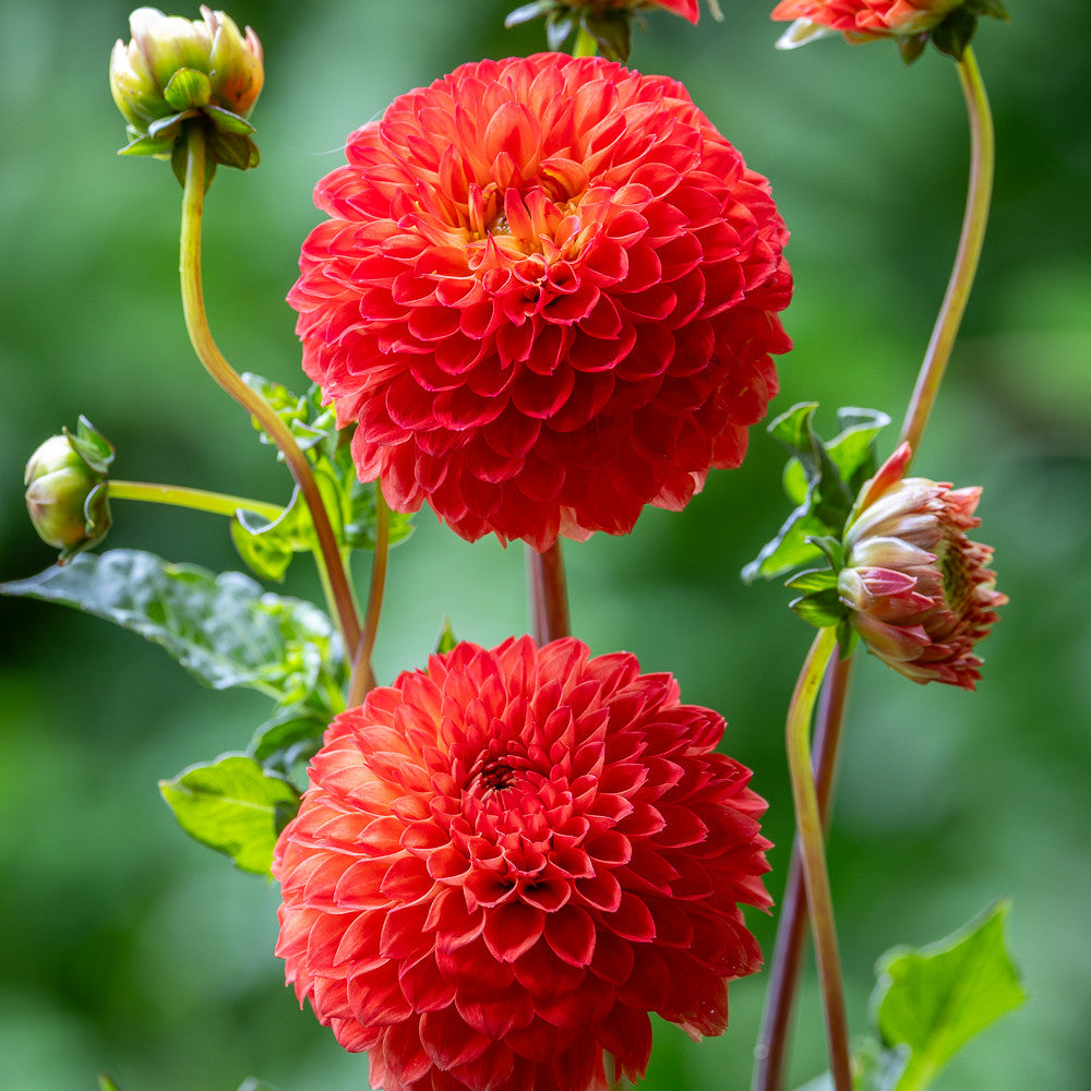 Dahlia 'Safe Shot'