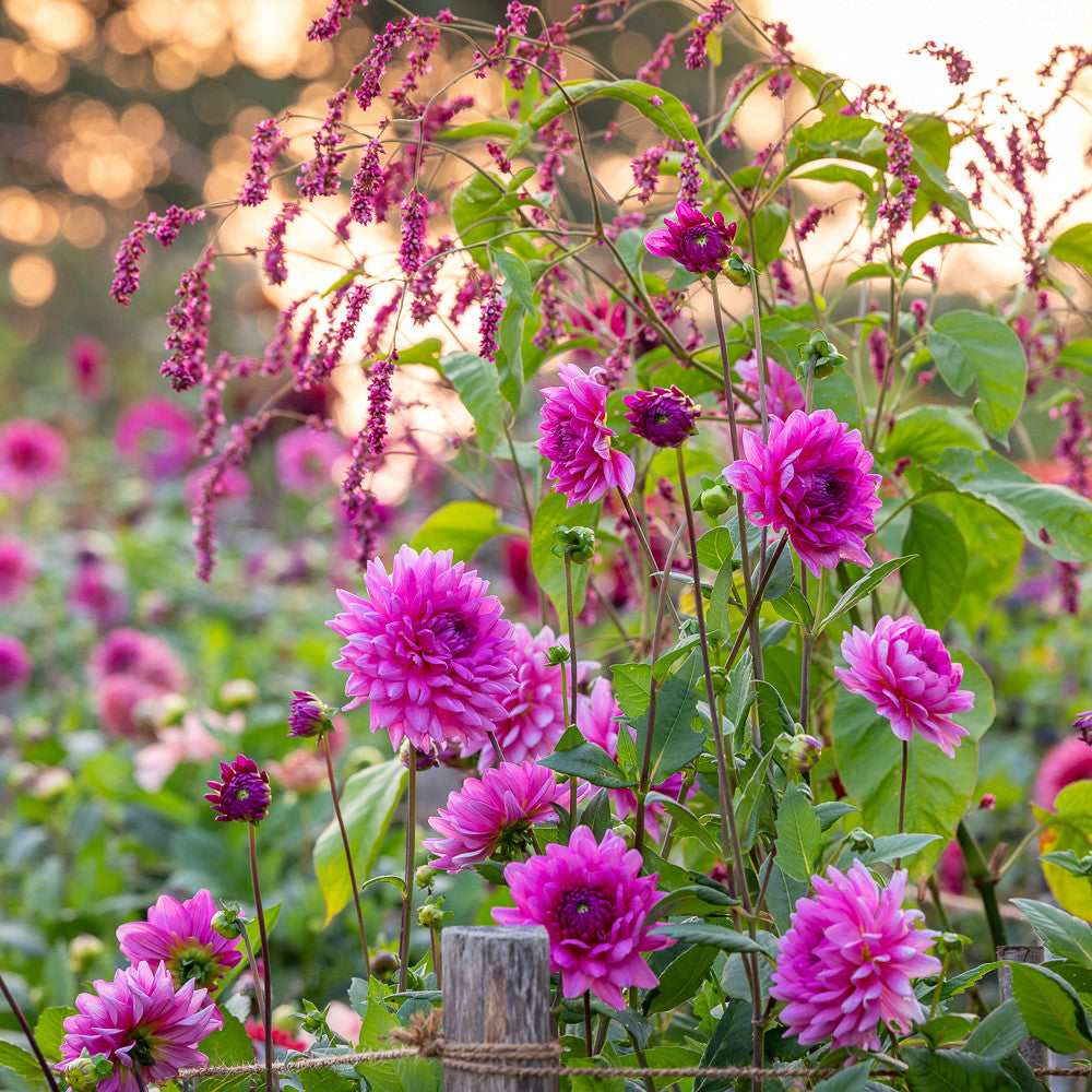 Dahlia 'Nashville'
