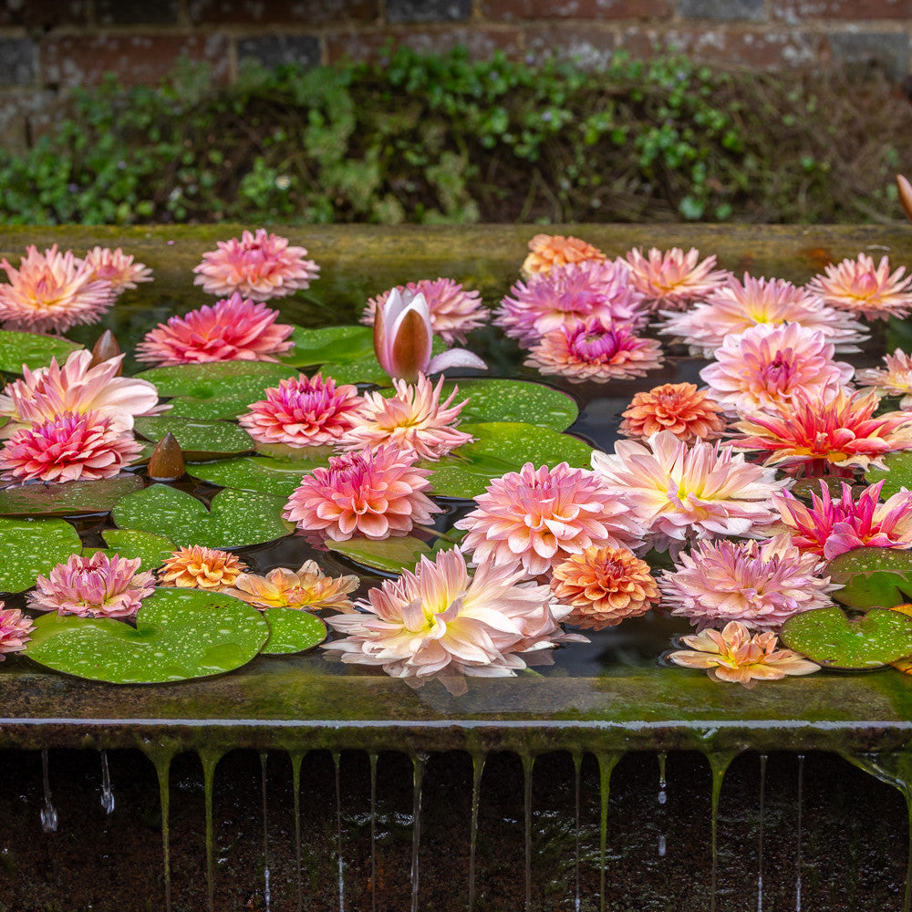 Apricot Waterlily Dahlia Collection