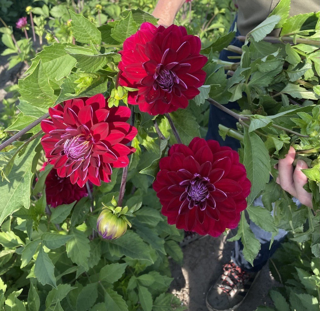 Dahlia 'Semino'