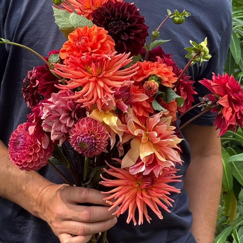 Patrick Grant's Dahlia Collection