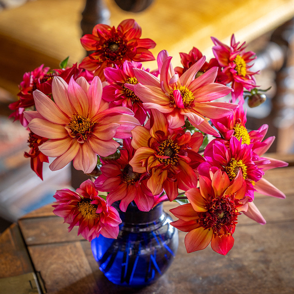 Tangiers Dahlia Collection