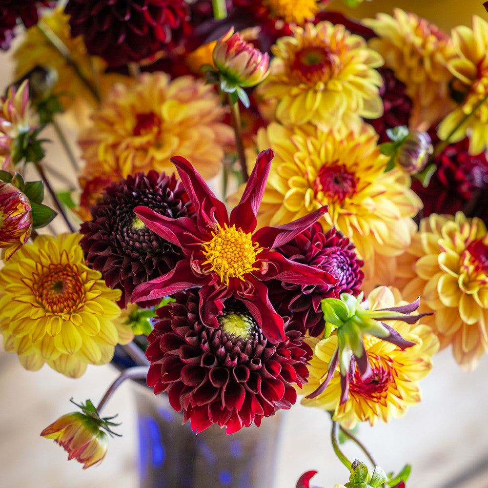 Silk Brocade Dahlia Collection